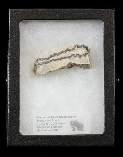 Mammoth Molar Slice - South Carolina #44078